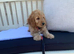 1 adorable boy Cockapoo