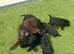 Beautiful patterdale terriers
