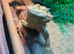 Bearded dragon male + Viv + accessories