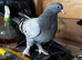 Kurdish Tumbler Pigeons For Sale