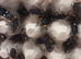 White Spotted Assassin Bugs