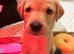 3 LEFT outstanding working Labrador pups!