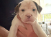Gorgeous American bulldog x French bulldog