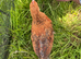 Rhode Island Red cros. chick 6 weeks