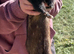 Black EU hob ferret for sale