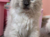 Ragdoll