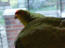 Cock kakariki.