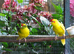 Lineolated and bourkes Parakeets