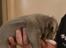 English bulldog puppies