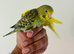 Hand reared budgies for sale
