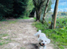 Male dog needs a new home
