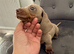 Miniatur dachshund champagne color