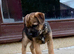 Ready to go now! Border Terrier puppies ONLY 2 BOYS LEFT! SLEM clear