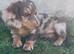 Ready to leave KC registered miniature dachshunds
