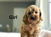 3 apricot cockapoo girls now ready for family homes