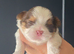 Imperial Shih Tzu Puppies KC registered