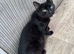4 YEAR OLD FEMALE CAT