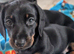 4 smooth dachshund puppies