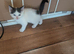 2 female and 2 male kittens