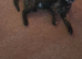 Female cat need re homing asap