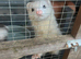 Baby kits/ ferrets available soon