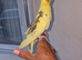 Super silly hand tamed baby cockatiels