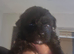 Beautiful shihpoo puppies looking for there forever homes