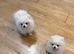 Mini Pomerian