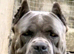 Cane corso for STUD