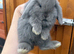 1 x Lilac Pure Mini Lop Doe - Ready 17th July!