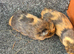 Guinea pig boars
