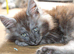 TICA reg Maine Coons - Ready to leave