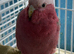 Baby galah cockatoo