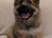 KC Reg, long coated GSDs, Leicestershire