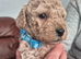 Cockerpoo Puppies 4 Girls