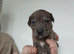 Staff cross sharpei