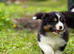 Quality Australian Shepherd Puppies