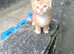 2 male kittens for sale
