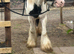 13.2 heavy weight mare