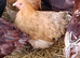 POL pekin bantams