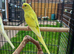 10 Week Old Budgies
