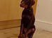 Chocolate Doberman female