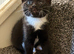 Affectionate kittens looking for forever home ready now. .