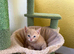 Beautiful Kittens, Ginger, Tortishell
