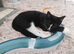 Kitten for sale