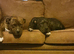 Bully kutta cross Staffordshire bullterrier