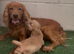 Show cocker puppies