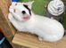 Kittens ready now to loving indoor homes only
