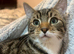 Tabby cat