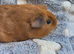 3 teddy cross boys available